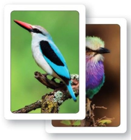 Birds of Southern Africa
