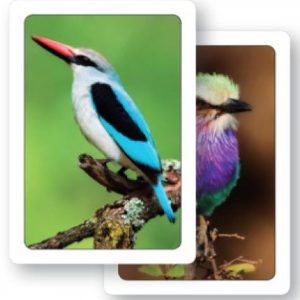 Birds of Southern Africa
