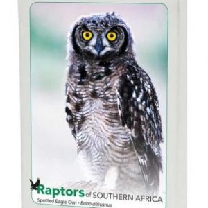 Raptors of Southern Africa